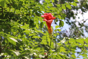 凌霄花  
