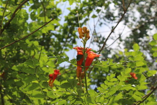 凌霄花 