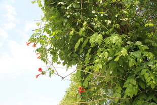 凌霄花 