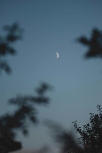夜幕下的彎月與樹梢