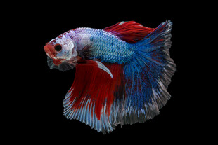 色彩絢麗的斗魚