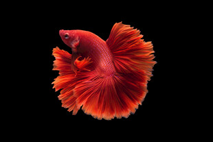 艷麗紅斗魚綻放獨(dú)特之美