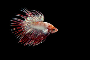 美麗暹羅斗魚特寫