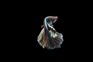 優(yōu)雅飄逸的斗魚