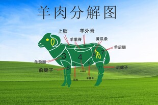 羊肉分解圖