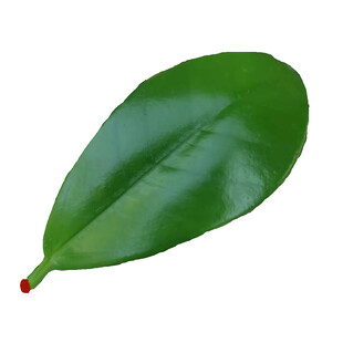 一葉一菩提 葉為舟 葉為世界