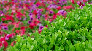 多彩綠植花卉景觀