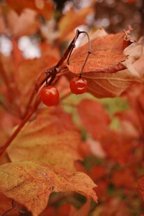 秋日紅果與楓葉美景