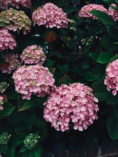 粉色繡球花綻放