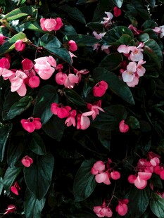 嬌艷鳳仙花綻放