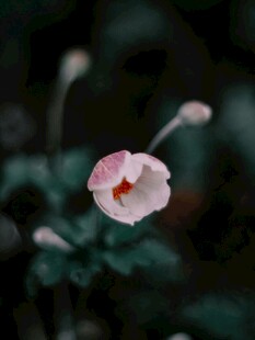 粉色小花特寫
