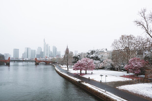 雪中河畔綻放的爛漫櫻花