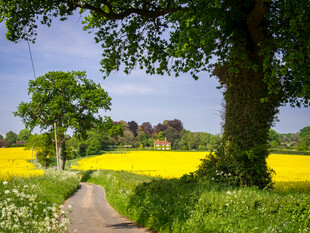 田園小徑旁的金黃花田