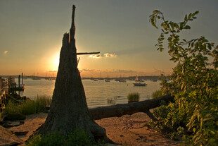 夕陽下的岸邊木樁景觀