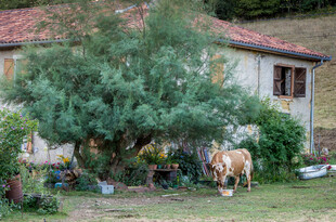 鄉(xiāng)村小院旁的牛與綠植