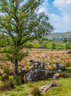 田園中的大樹與古老石陣