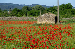 田野中的絢爛紅色花海