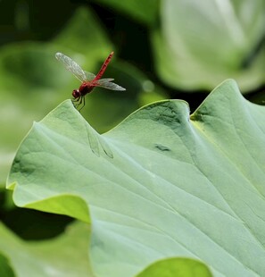 蜻蜓