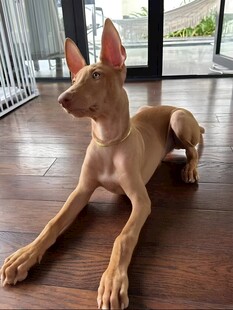 狗
