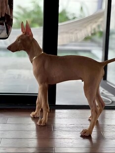 狗