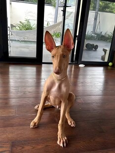 狗