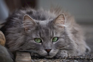 猫咪