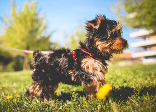 约克夏犬