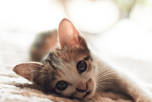 小猫