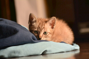 小猫