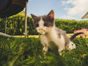 小花猫