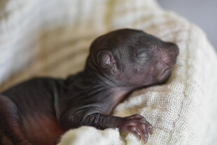幼犬