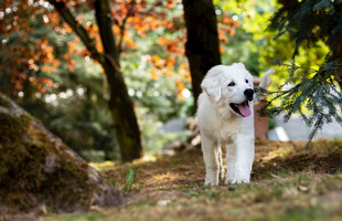 狗狗