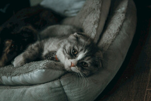 猫咪