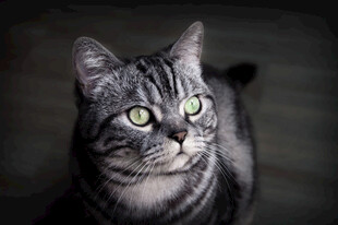 猫咪