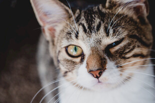 猫咪