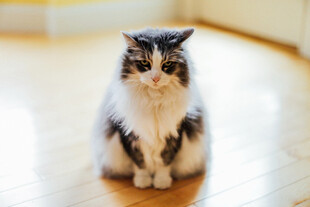 猫咪