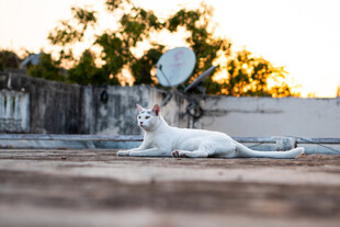 猫