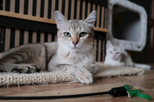 猫