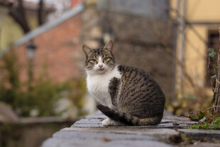 猫