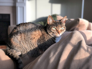 猫