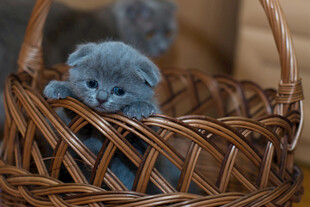 小蓝猫