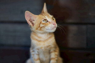 小猫