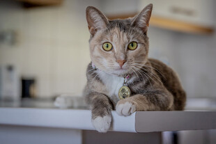 猫咪