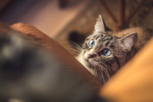 猫咪