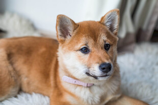 柴犬