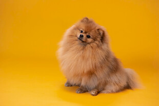 博美犬