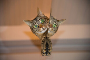 猫