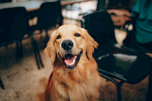 金毛犬
