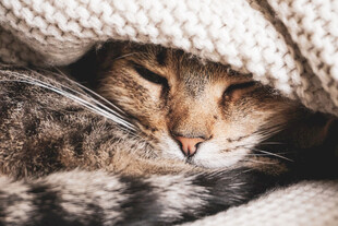猫咪