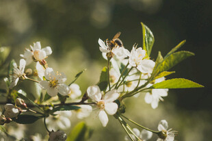 蜜蜂